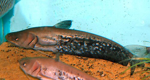 ScotCat FactsheetsNovember 2004 Wallago attu (Bloch & Schneider, 1801)